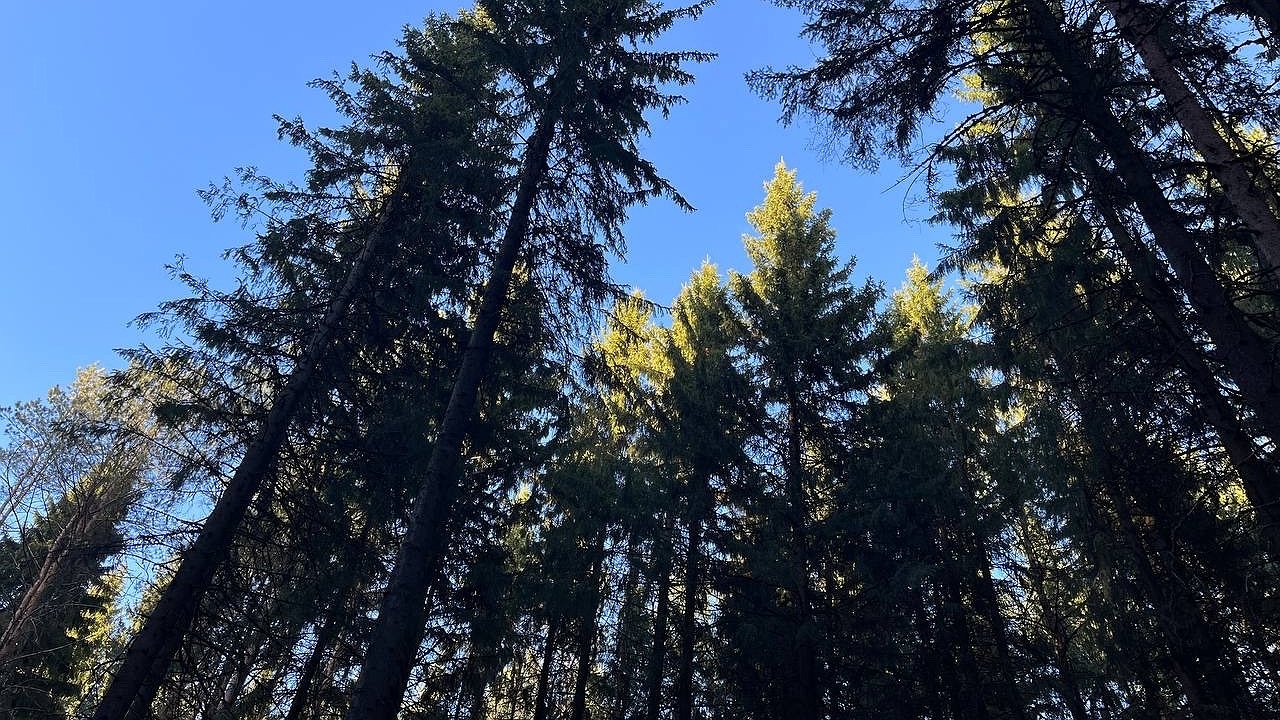 Главная картинка новости: В Коми спасатели вывели из леса пятерых заблудившихся грибников, еще одного ищут