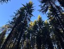 В Коми спасатели вывели из леса пятерых заблудившихся грибников, еще одного ищут