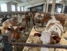 В Коми зафиксирован рост производства мяса и молочной продукции