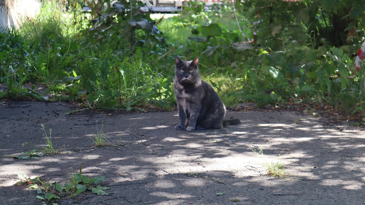 Главная картинка новости: В Коми мужчина убил кошку на глазах детей