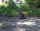 В Коми мужчина убил кошку на глазах детей