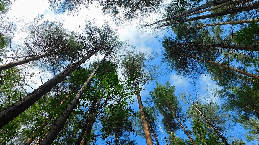 Главная картинка новости: В Коми 31 августа установится прохладная и облачная погода  