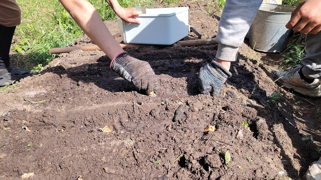 Главная картинка новости: Янтарная кислота для огорода: 7 подробных вариантов применения