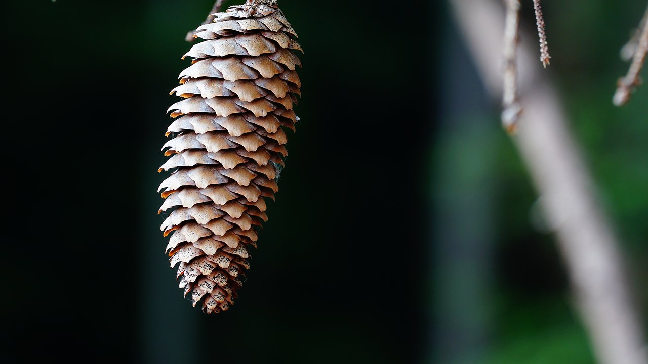 Главная картинка новости: Никогда не выбрасывайте сосновые шишки: дачница со стажем указала на 5 способов, которые решат главные проблемы в огороде