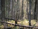 В Коми уменьшилось количество возгораний в лесах