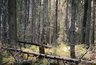 Миниатюра новости: В Коми уменьшилось количество возгораний в лесах