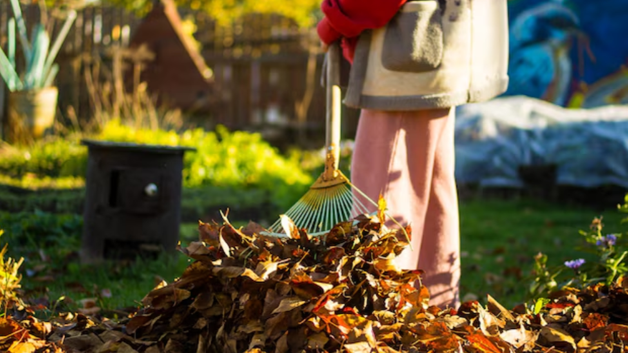 Главная картинка новости: «Осенние листья — золото для огорода»: секреты приготовления компоста и гумуса на весну