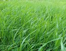 В Коми зафиксированы новые случаи заражённых клещей