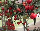 От фитофторы, белокрылки, мучнистой росы и других хворей — есть 1 нехитрая процедура. После уборки огурцов, томатов и перца