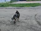 В Коми за десятилетия почти не фиксировали случаев заражения бешенством у людей