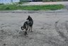 Миниатюра новости: В Коми за десятилетия почти не фиксировали случаев заражения бешенством у людей