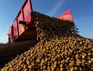 В Коми завершают сезон сбора картофеля и открытых овощных культур
