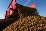 Миниатюра новости: В Коми завершают сезон сбора картофеля и открытых овощных культур