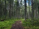 Спасатели Коми доставили мужчину с обморожением из лесной зоны