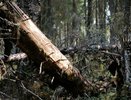 Спасатели Коми вернули детей, заблудившихся на городской базе