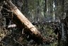 Миниатюра новости: Спасатели Коми вернули детей, заблудившихся на городской базе
