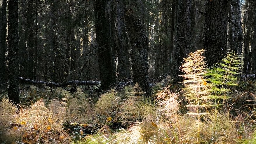 Главная картинка новости: В Коми уничтожили медведей, угрожавших безопасности горожан и дачников