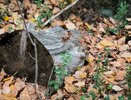 В Коми женщина заблудилась в лесу после ссоры с мужчиной