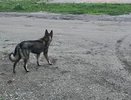 В Коми ищут подрядчика для решения проблемы с безнадзорными животными
