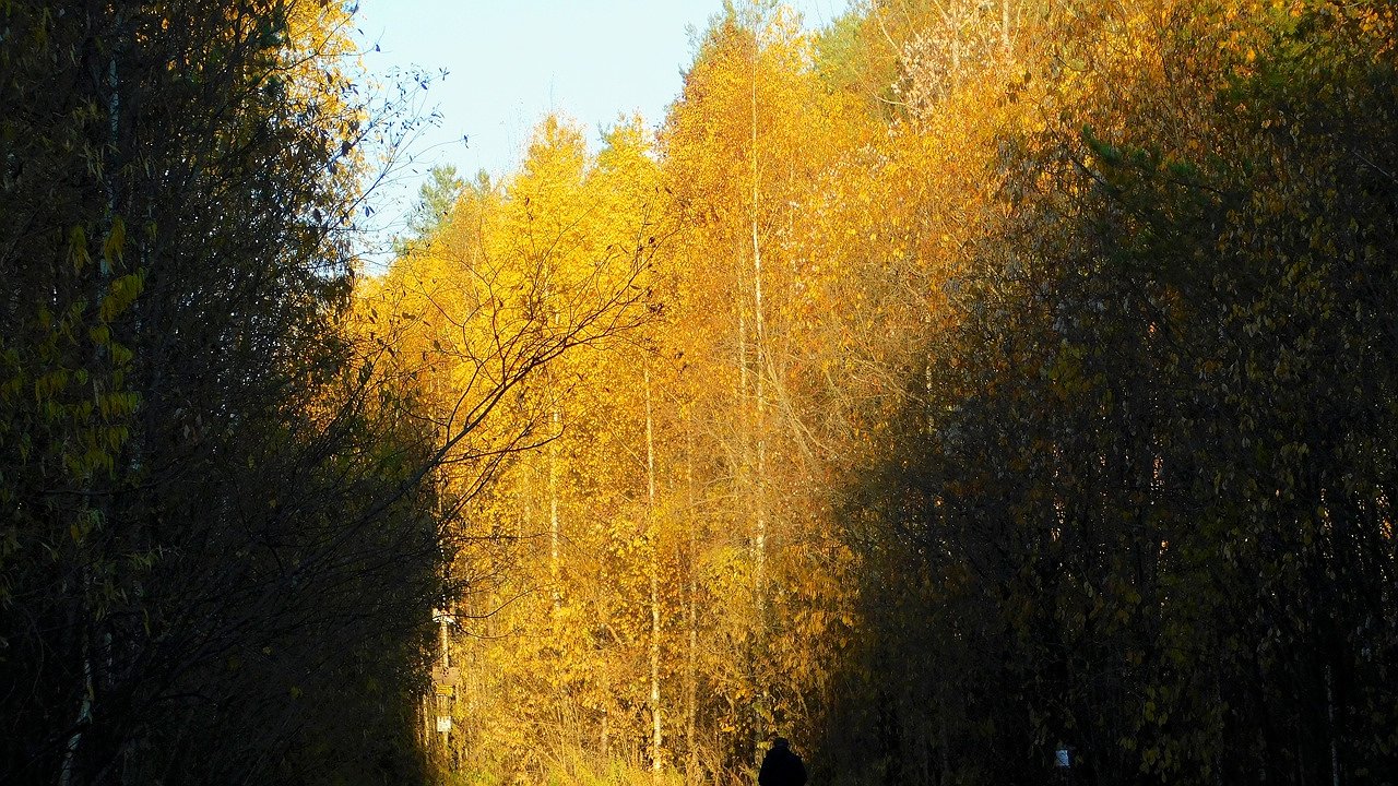 Главная картинка новости: В Коми завершён пожароопасный сезон 2025 года