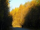В Коми завершён пожароопасный сезон 2025 года