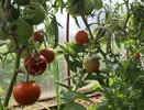 В Усинске строят тепличный комплекс для круглогодичного производства овощей