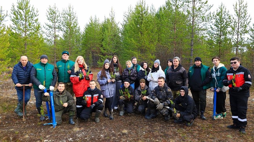 Главная картинка новости: В Усинске экологи ЛУКОЙЛ-ПЕРМИ высадили около 1500 молодых елей