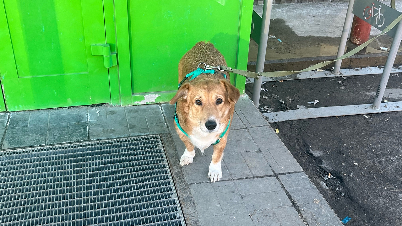 Главная картинка новости: Не грызут мебель и не воняют псиной: 3 самые аккуратные породы собак - идеальны для квартиры