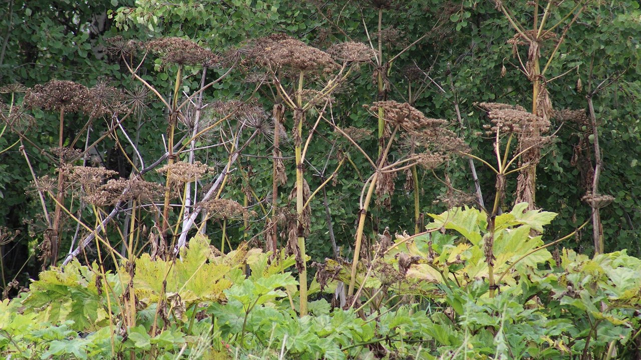 Главная картинка новости: В Коми владелица участка восстановила сельхозземлю после проверки