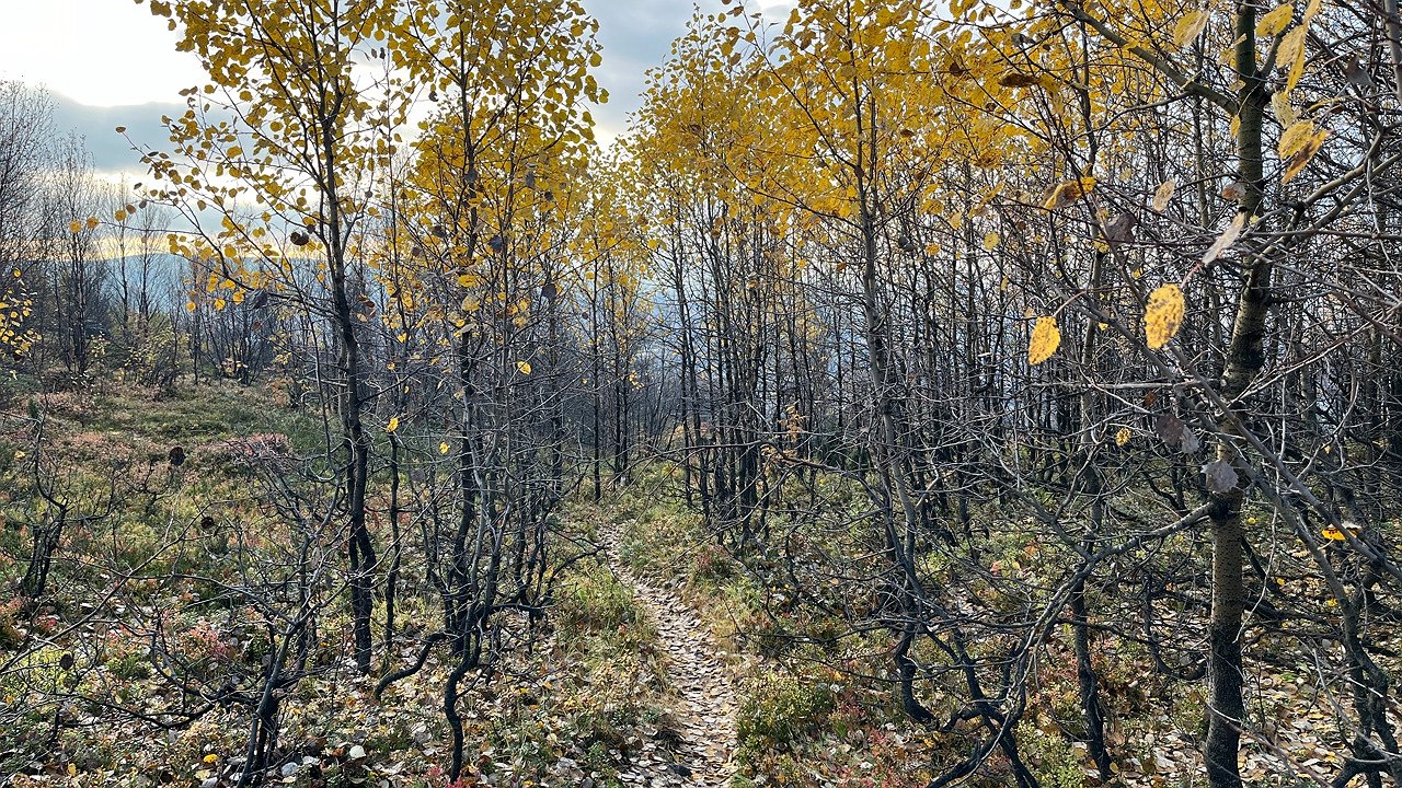 Главная картинка новости: В населённом пункте Коми охотники выполняют добычу медведя