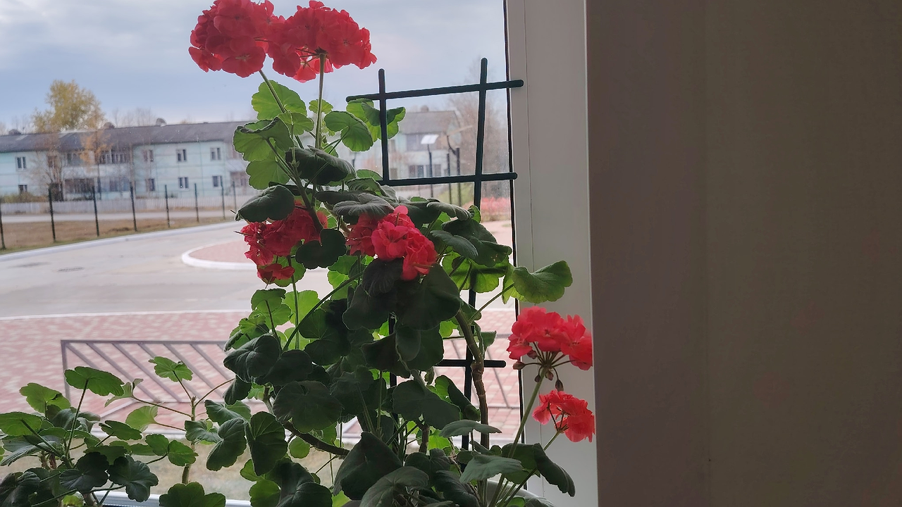 Главная картинка новости: 12 очаровательных цветов, которые сеют без рассады и мороки: украсят любую дачу и сад