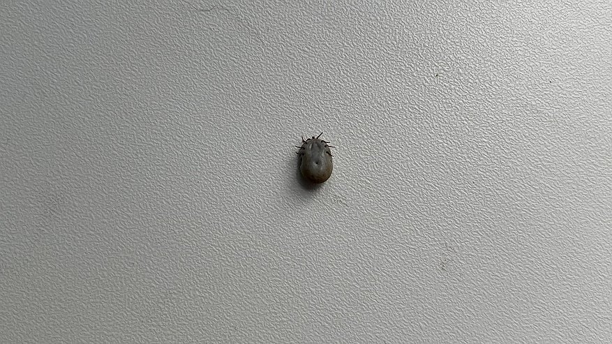 Главная картинка новости: В Коми 63 человека заразились вирусами, передающимися клещами