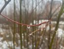 В Коми 24 октября пройдут дожди и мокрый снег