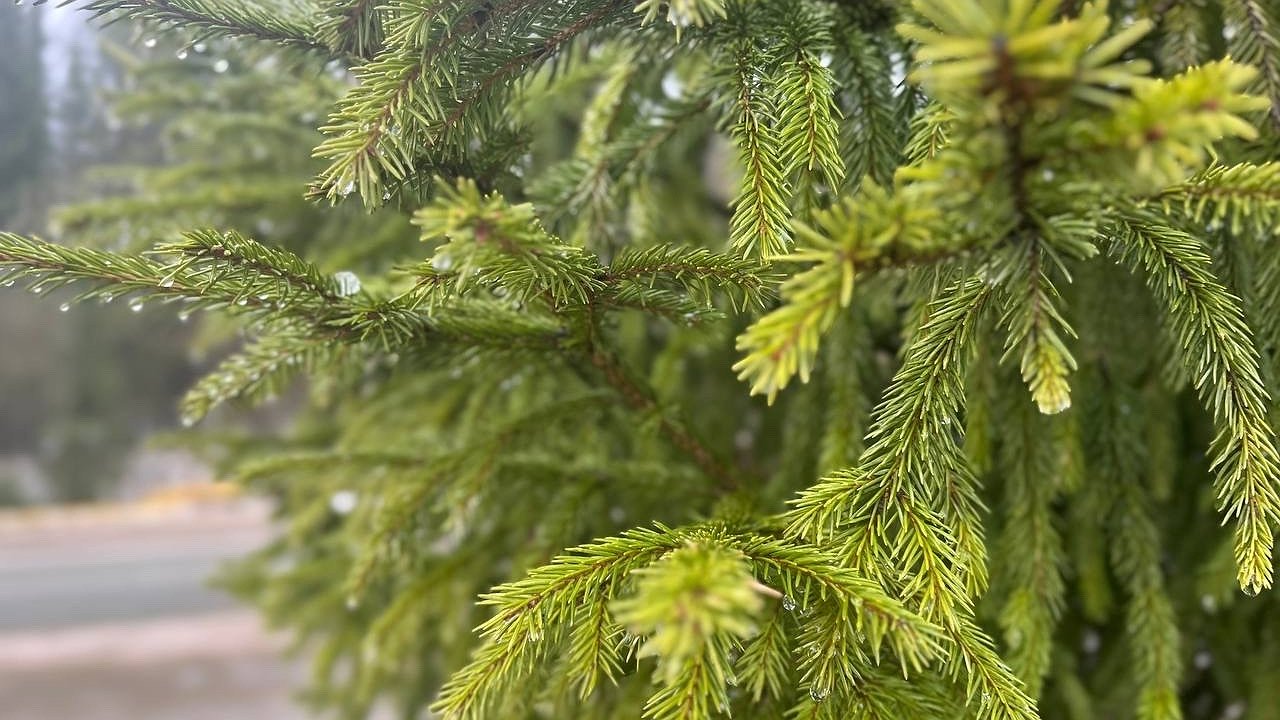 Главная картинка новости: В Коми 26 октября ожидается плюс на термометрах и осадки