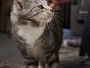 Вот почему вы никогда не должны наказывать кошку за плохое поведение?