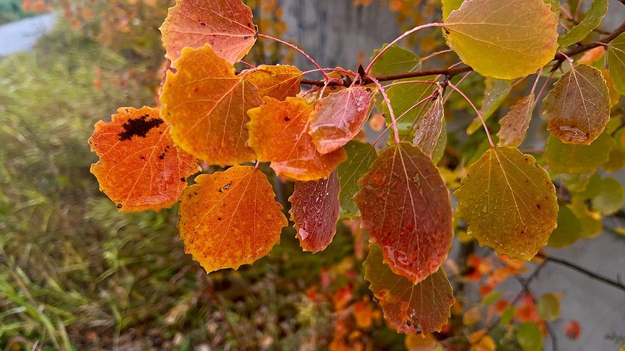Главная картинка новости: В Коми 29 октября пройдут осадки и сохранится облачность