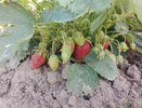 Готовлю клубнику к зиме по методу томского агронома: летом 5 кустов дают 6-7 килограм ягод без подкормок - рабочий лайфхак