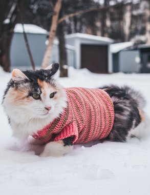 Холодно ли кошкам зимой на улице и как они переносят суровый холод?