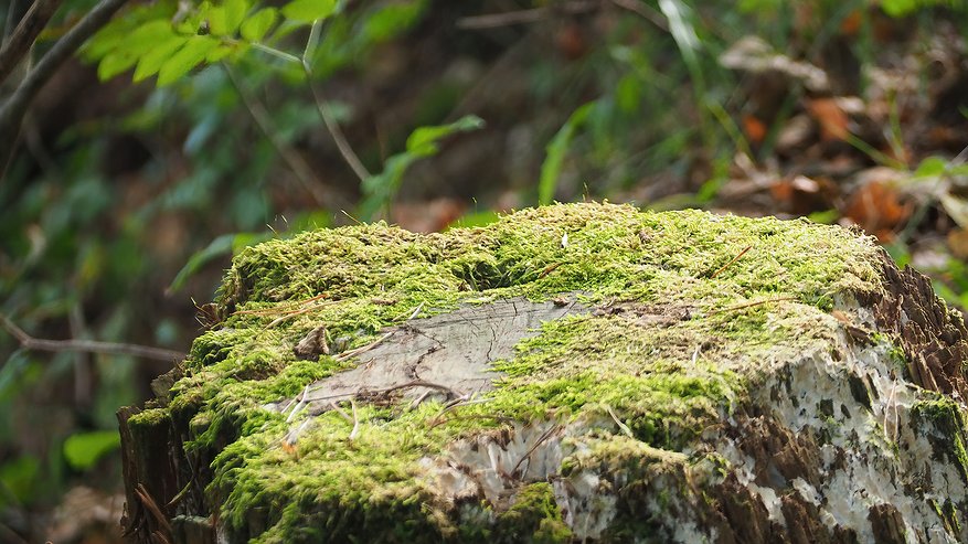 Главная картинка новости: Пару горстей на пень — и его как не бывало: без усилий и труда — жизненный лайфхак