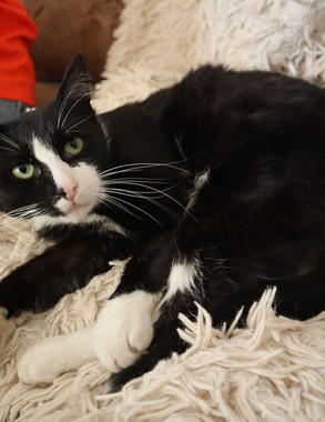 Секрет, который знают только ветеринары: как определить возраст кошки за 5 минут