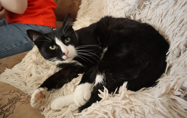 Секрет, который знают только ветеринары: как определить возраст кошки за 5 минут