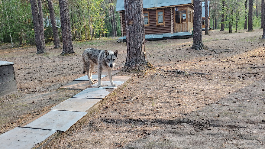Главная картинка новости: Любят своих хозяев до беспамятства: четыре породы собак, которые будут с вами везде