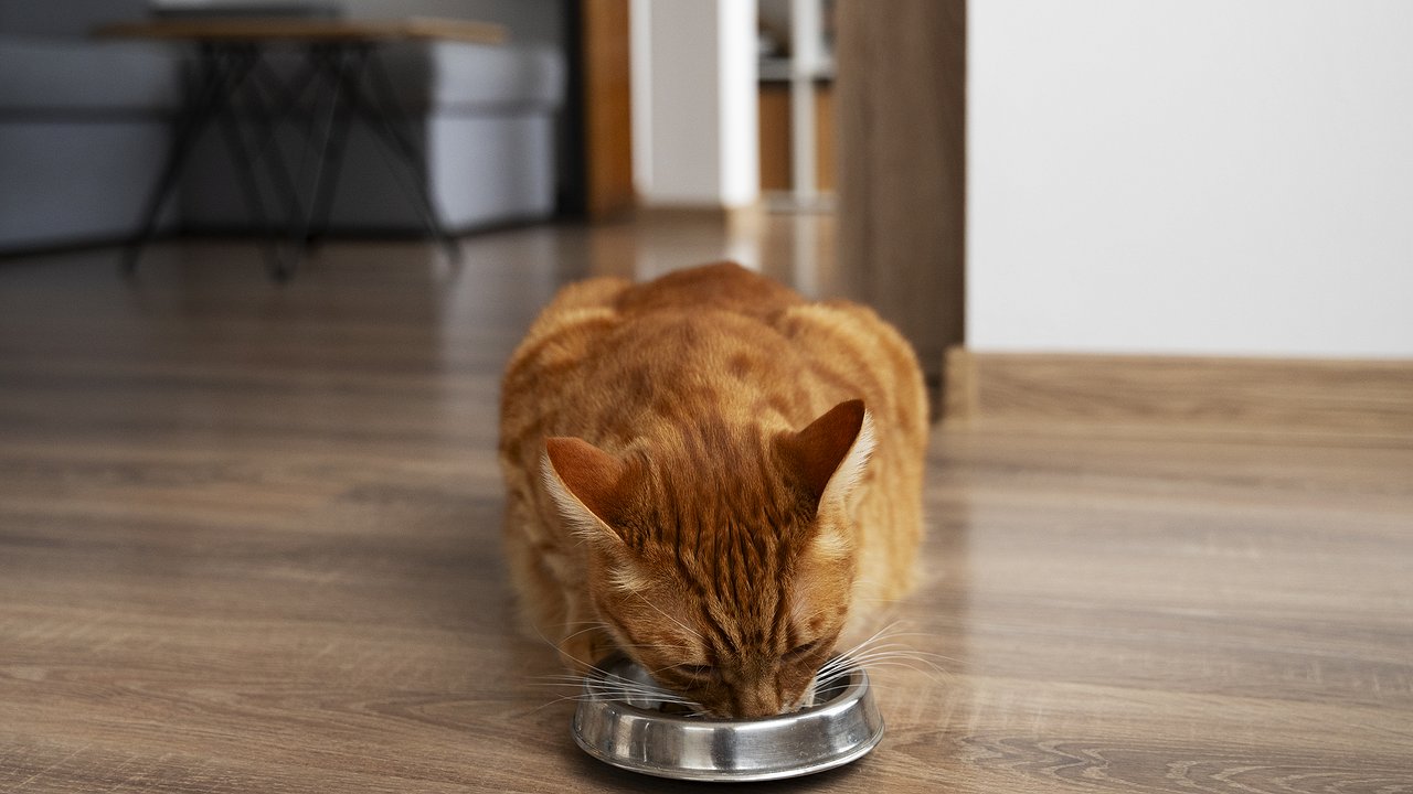 Главная картинка новости: Скучает ли кошка одна без хозяина - всем владельцам нужно запомнить раз и навсегда