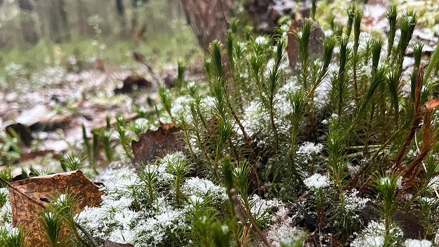 Главная картинка новости: В Коми 5 ноября ожидаются осадки и гололед