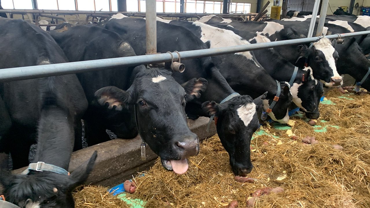 Главная картинка новости: Народные проекты поддержали развитие сельского хозяйства в Коми