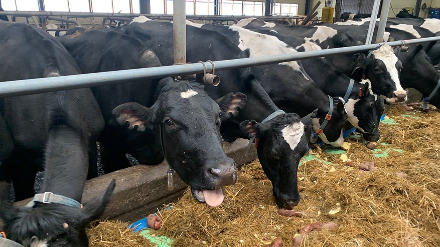 Главная картинка новости: Народные проекты поддержали развитие сельского хозяйства в Коми