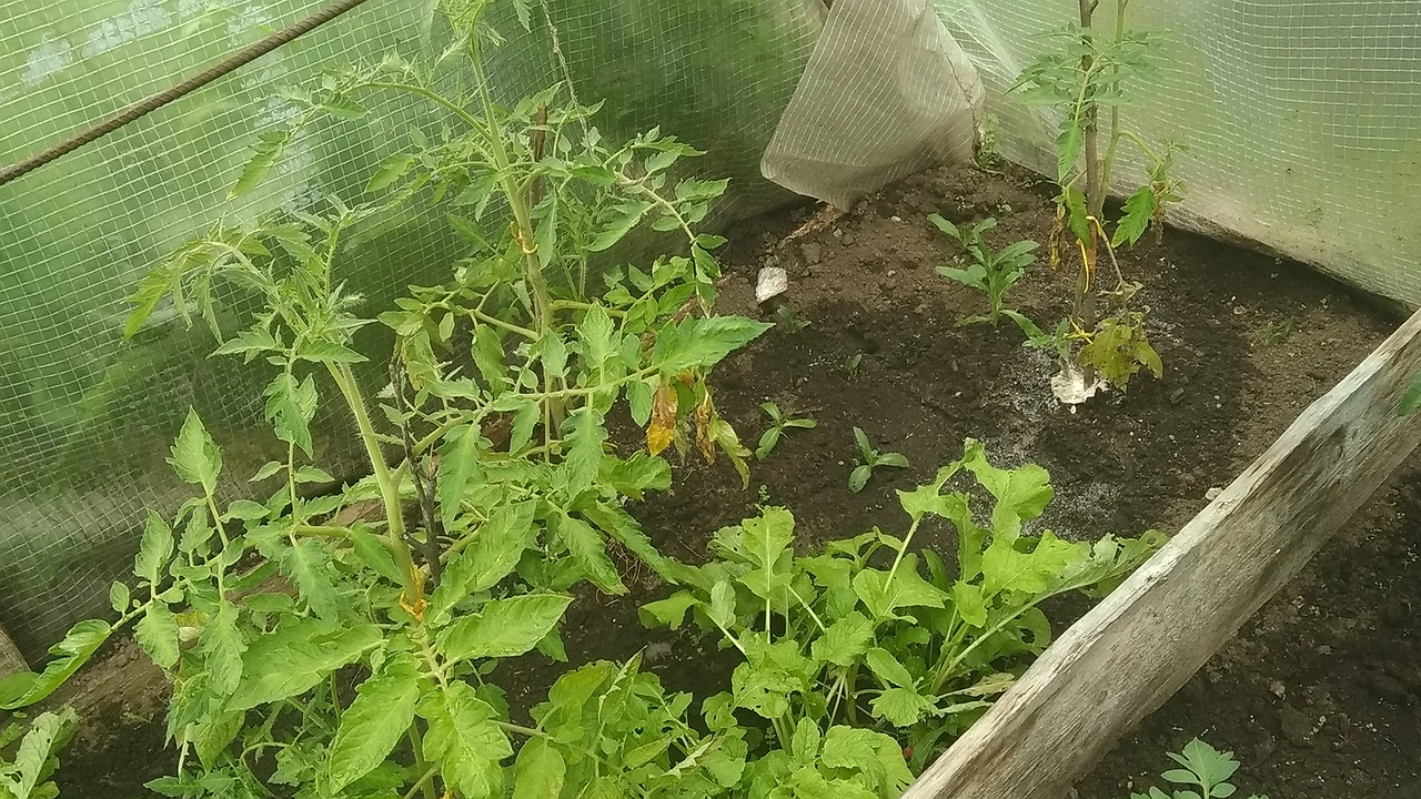 Главная картинка новости: Узнала, как опытные дачники греют теплицу - и ахнула. Жаль, что сама не додумалась - классный лайфхак без проводов и пушек