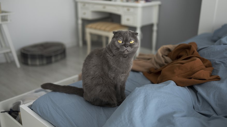 Главная картинка новости: Можно ли спать там, где спит отдыхает кошка? Запомните раз и навсегда