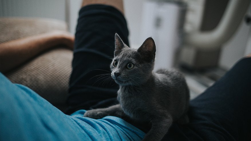 Главная картинка новости: Есть 1 место, куда можно целовать кошку - она не будет против. На заметку каждому хозяину