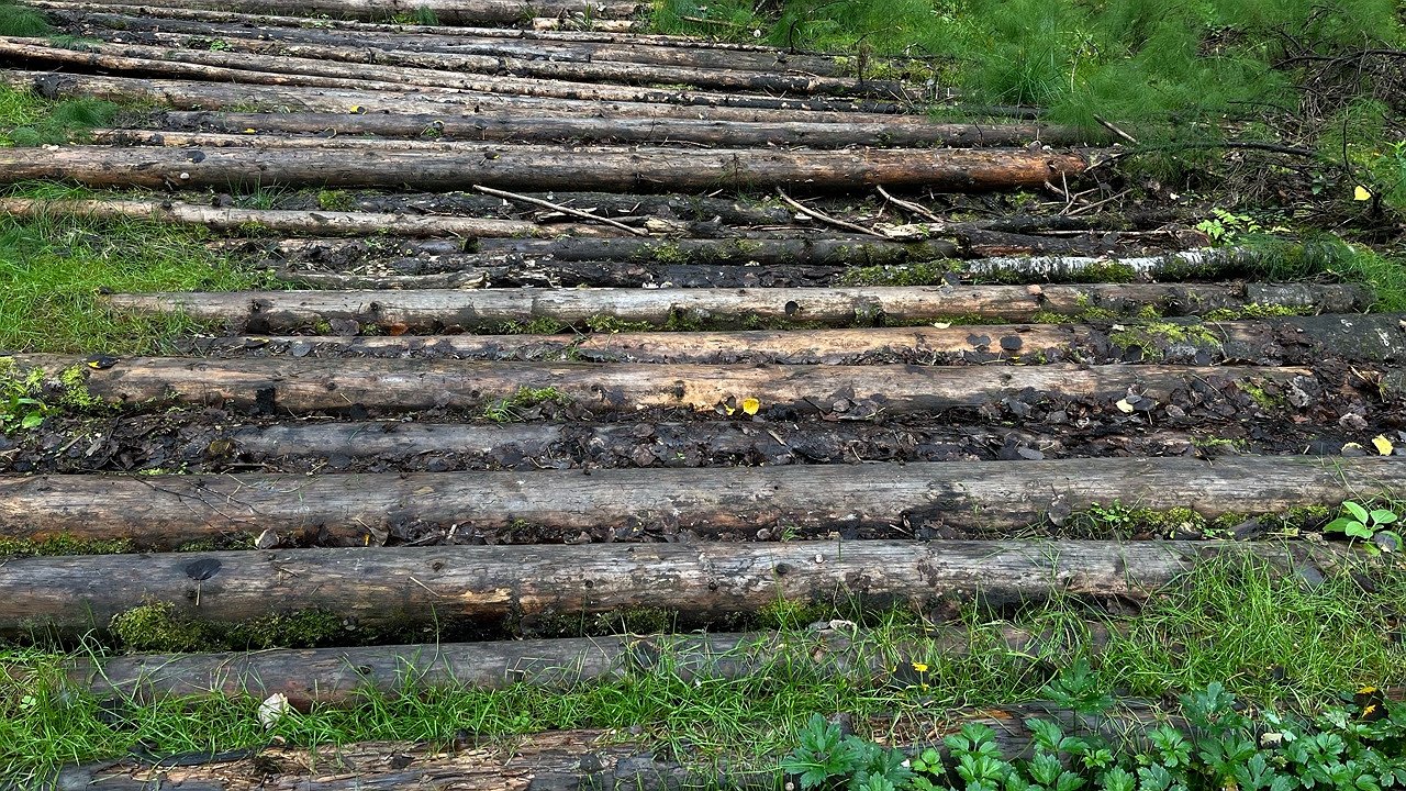 Главная картинка новости: Более 1,3 миллиона кубометров леса из Коми проверили перед экспортом